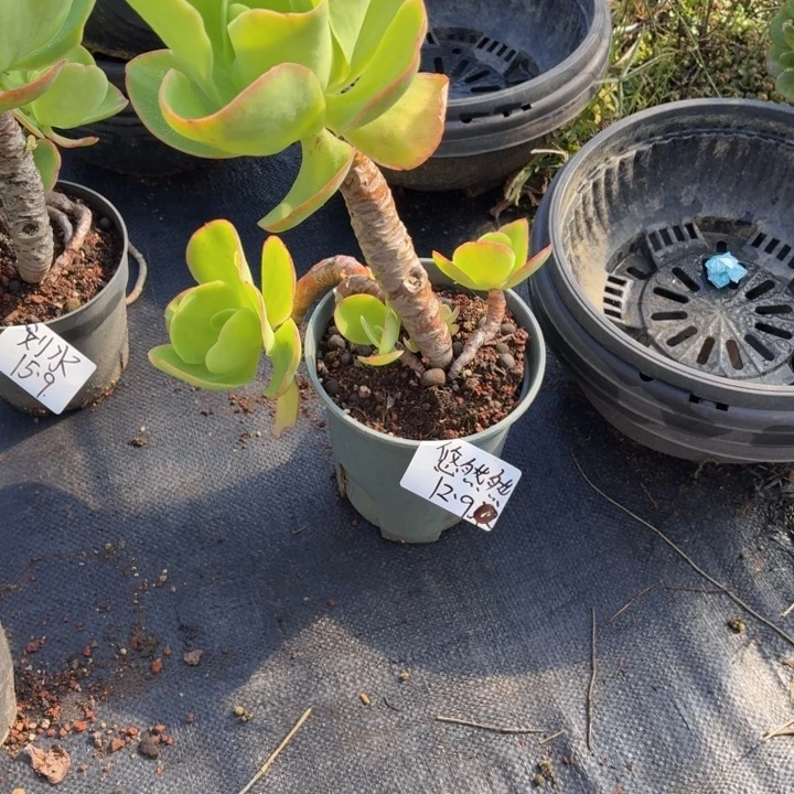 悠****多肉植物一物一拍