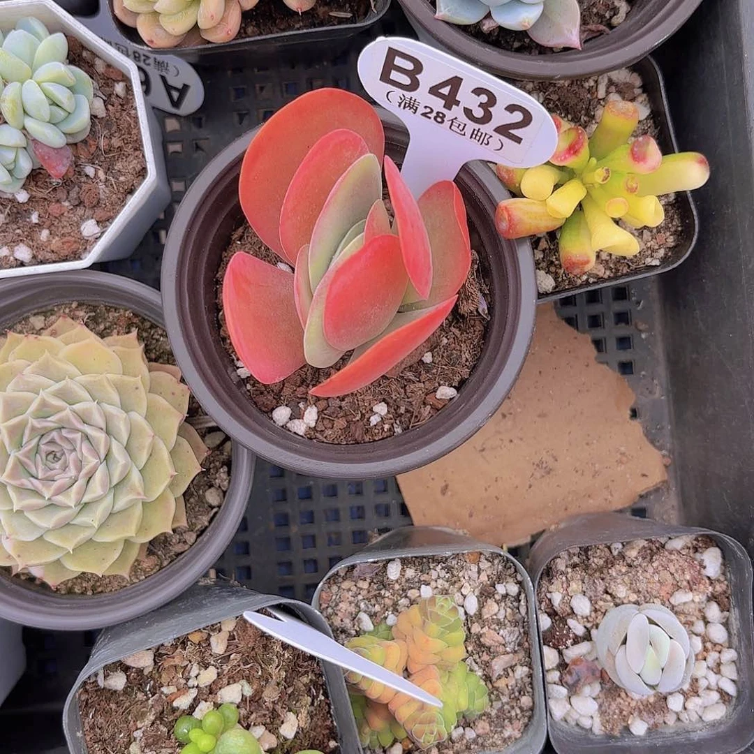 B432唐寅一物一拍