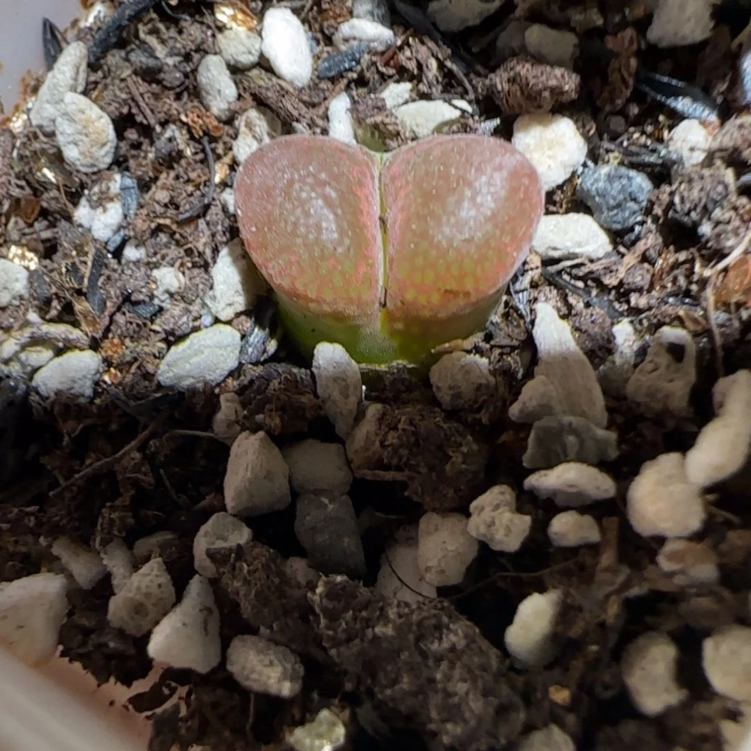 肉锥多肉植物组合-帕法德298