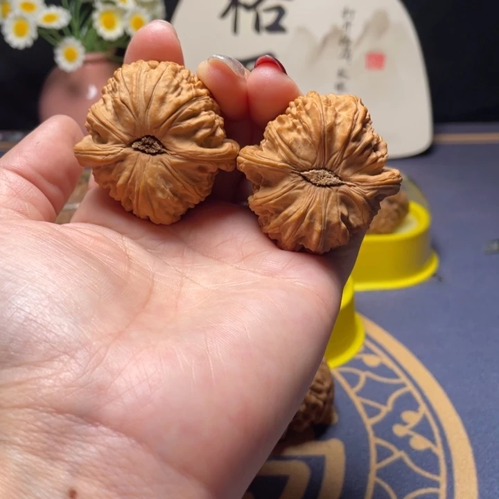 核桃44尺寸白狮子