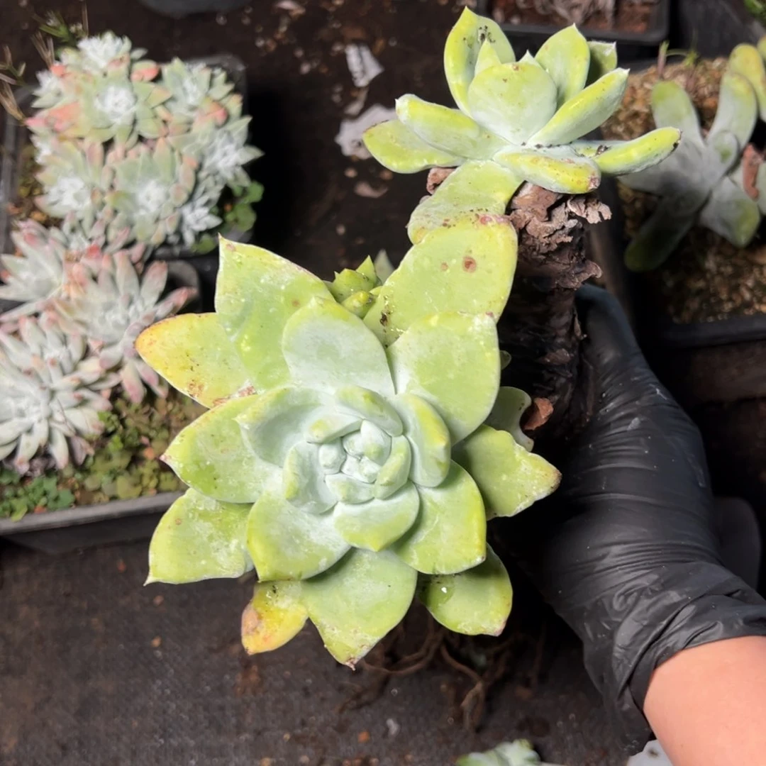 4798牡丹双头哈哈哈哈哈