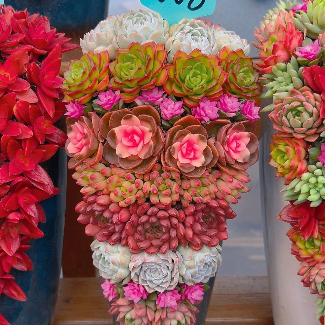 008步步高升多肉牧歌花园