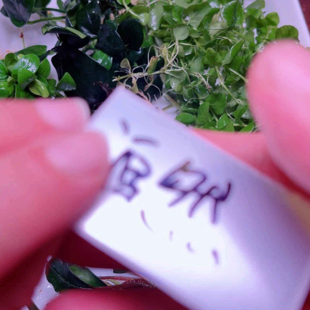 美小呆精品水下叶一份