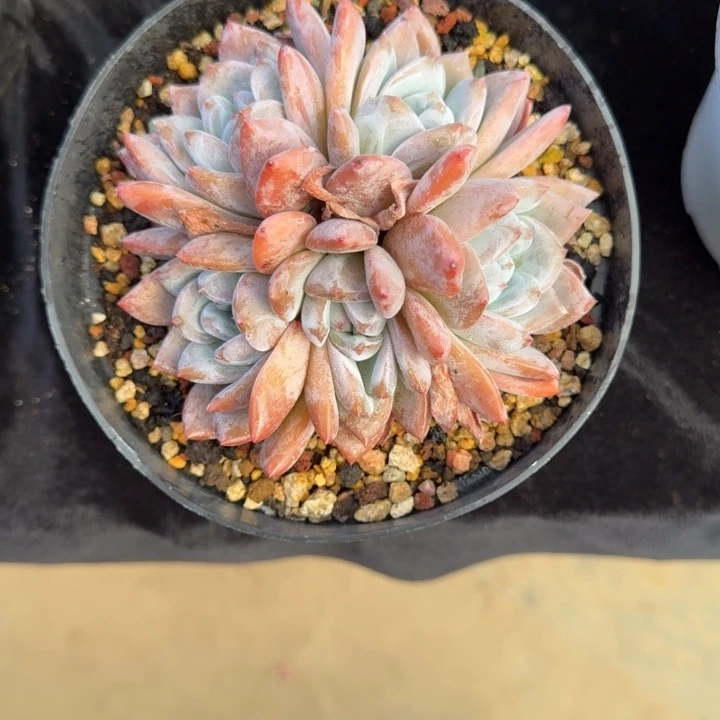 阳****13厘米左右一物一拍的