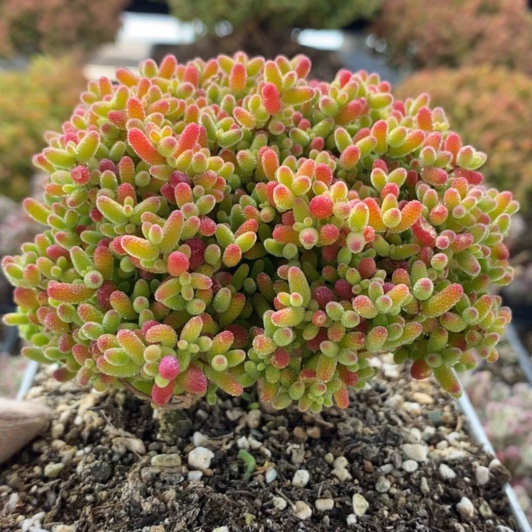 捡漏福利蜜橘糖球4282