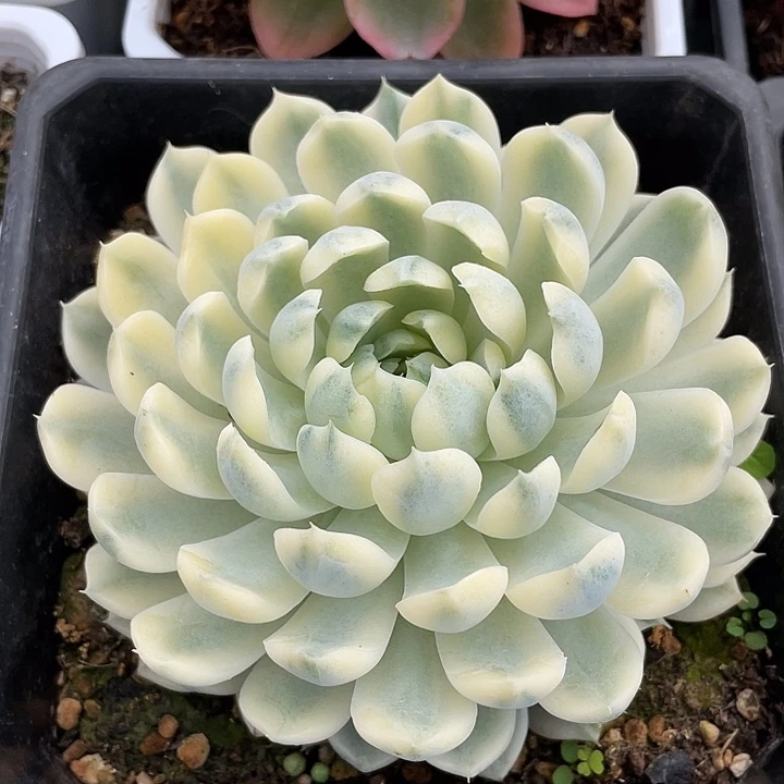 香草月影锦。锦龙一物一拍