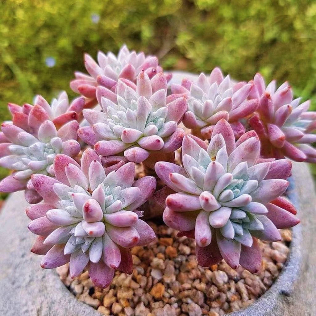 云南高山多肉 白菊脱土发货多肉绿植15包邮多肉基地直发