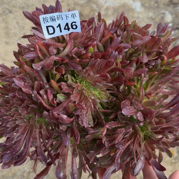 146娜迦女王缀化