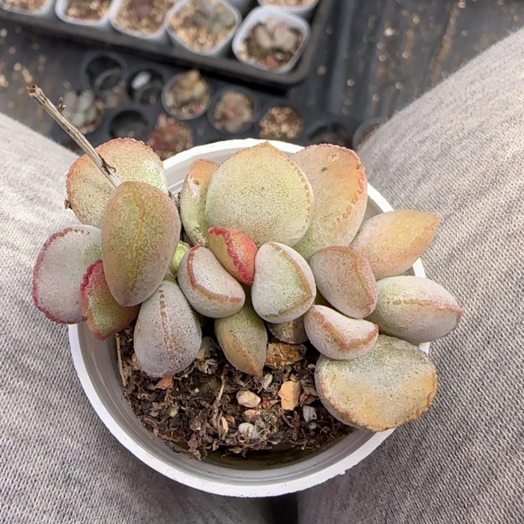 磨砂蛋多肉植物水泡