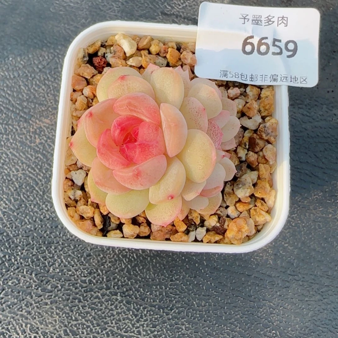 开播福利，6659多肉