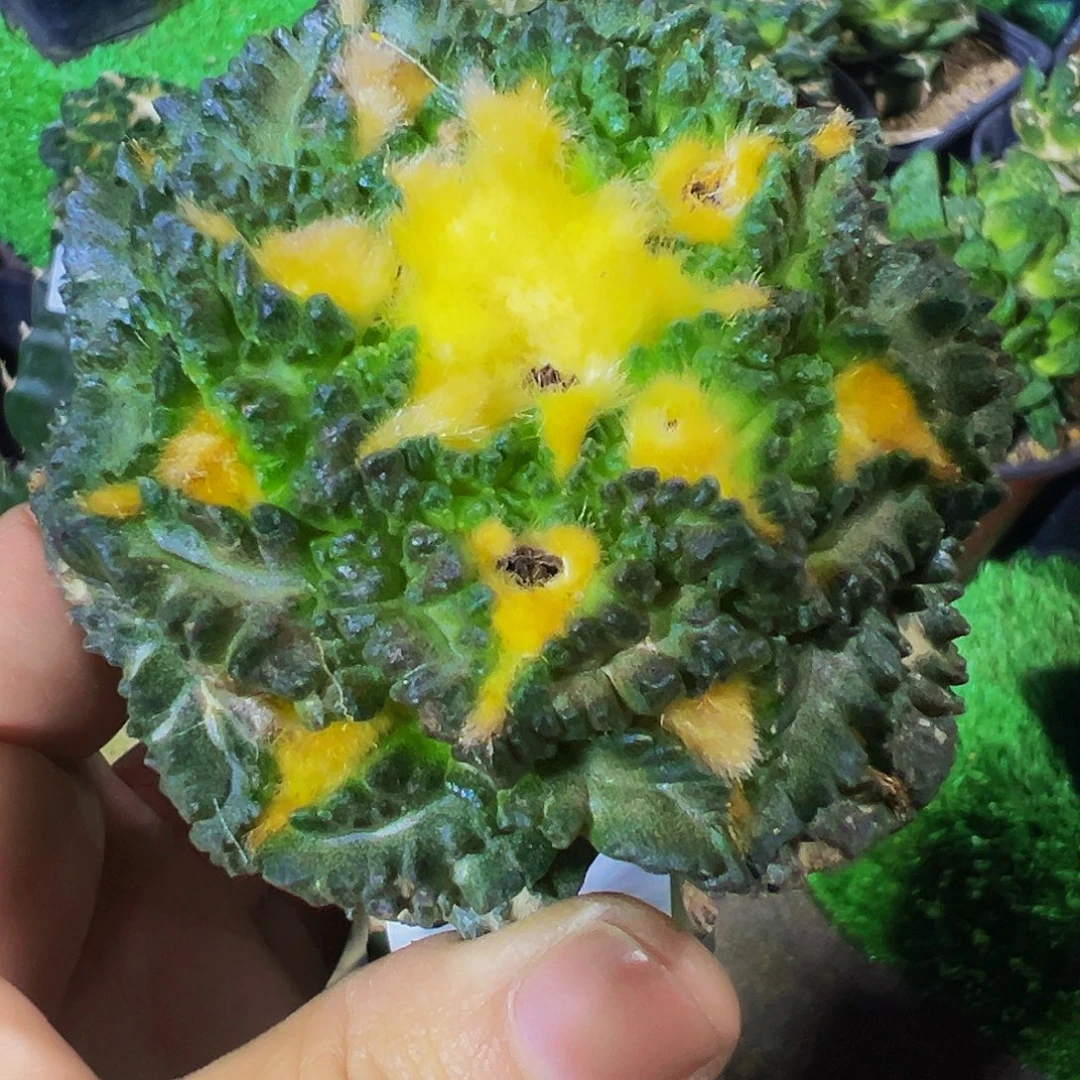 无花朵福利锯齿尤龟甲牡丹358