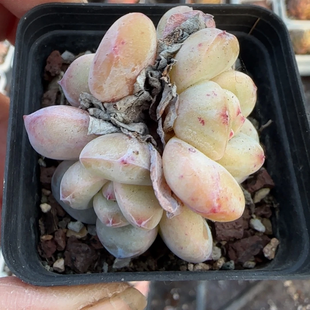 多肉小卡拉米糖心一物一拍