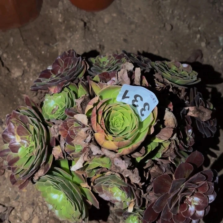 331花月夜多肉植物不售后