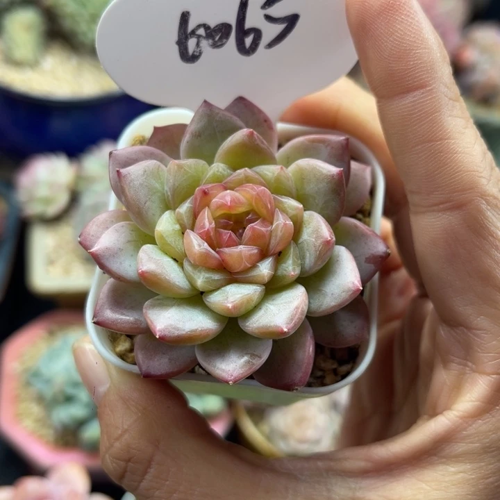 无尽灯单头6065。