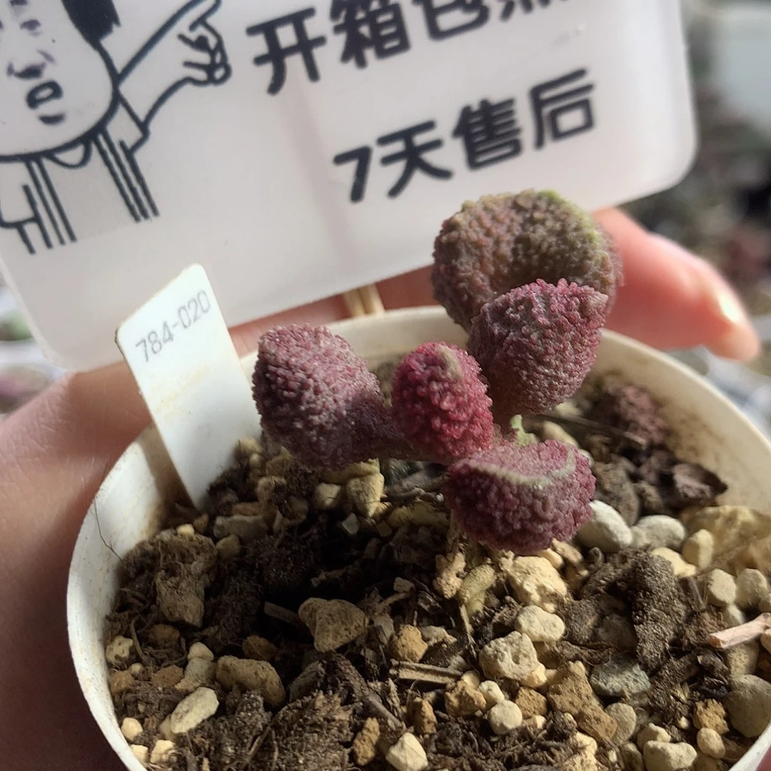 Jun262 优选种播实生