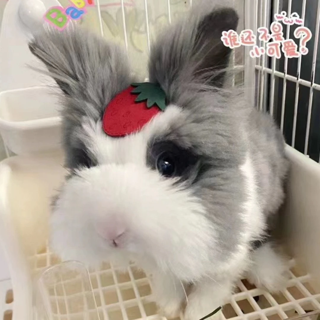小兔子活体纯种盖脸猫猫兔爆毛安哥拉家养宠物兔儿童好养