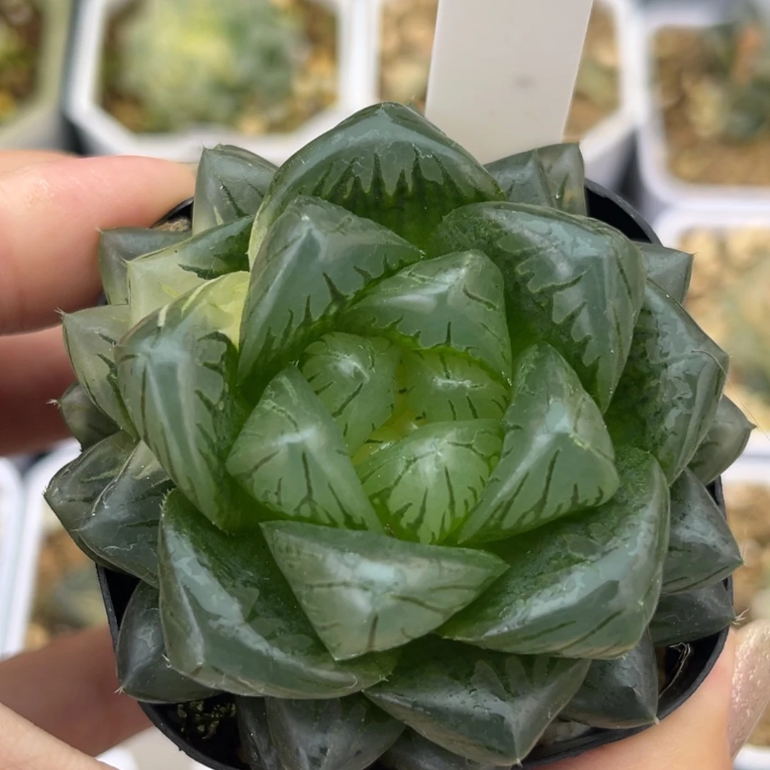 31龙鳞玉露锦十二卷多肉