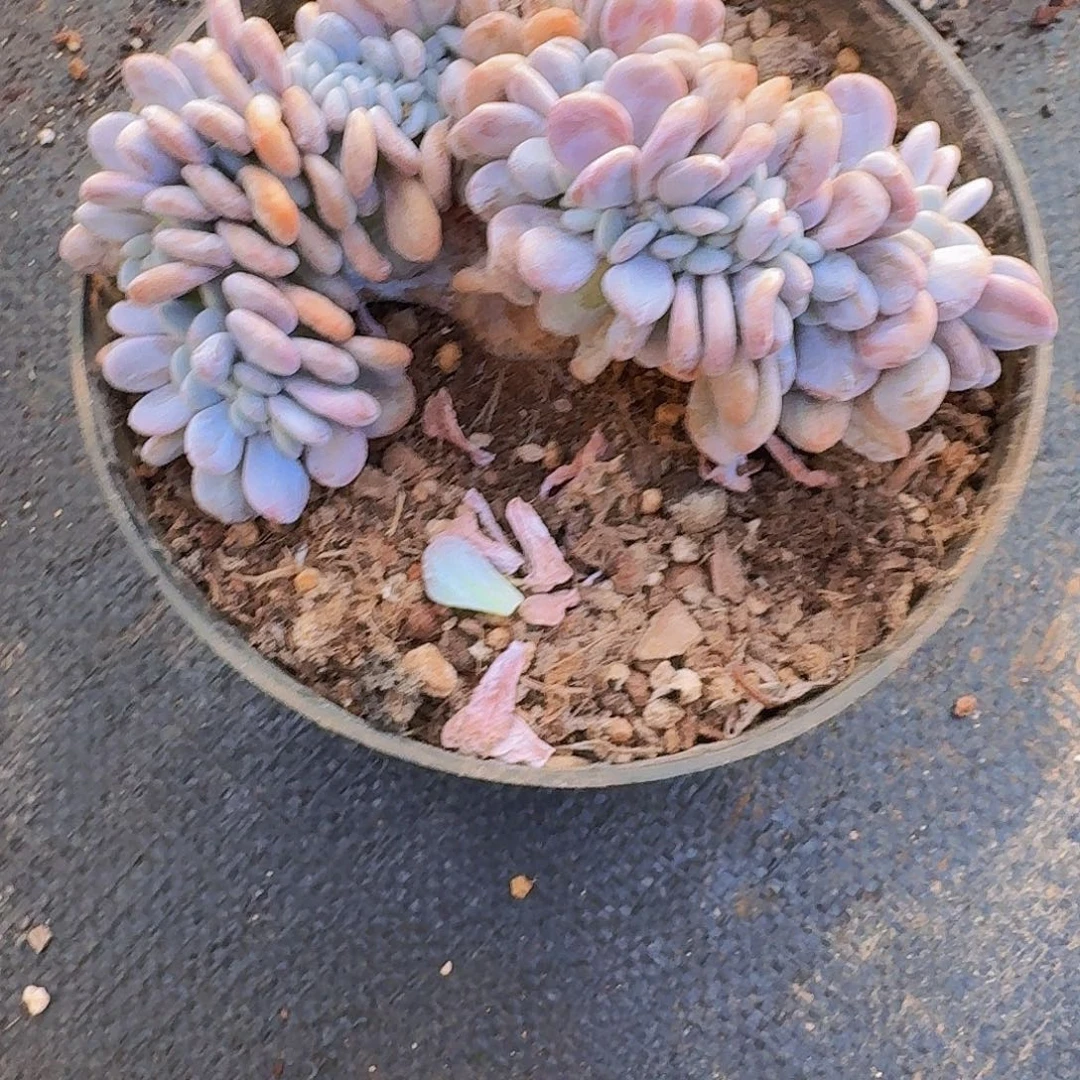 花**梦你个逆子你心你洗一下