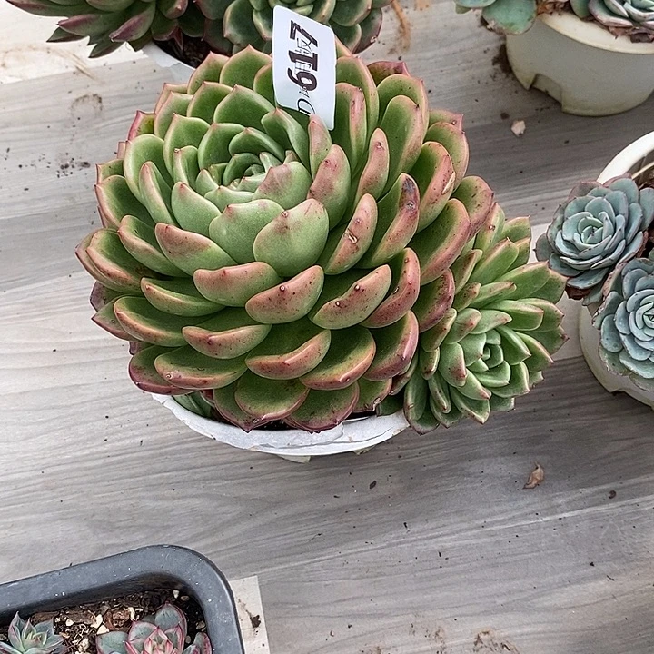 用***6617翠冰多肉植物多肉