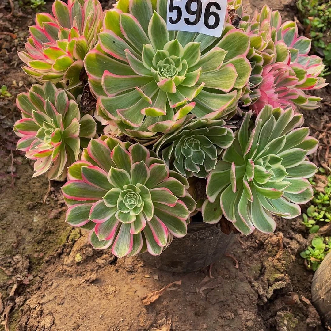 多肉法师596号孔雀翎发货不包损