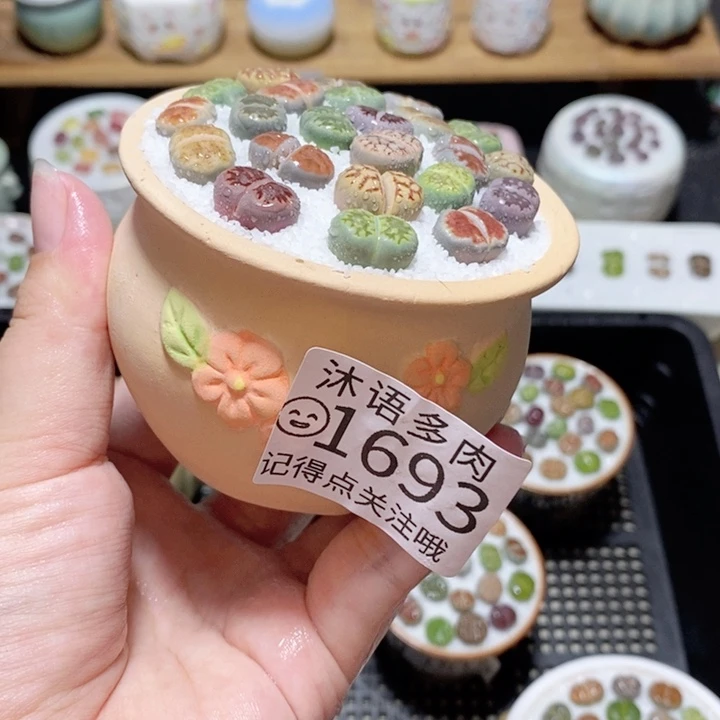 精美盆栽 一物一拍 1693