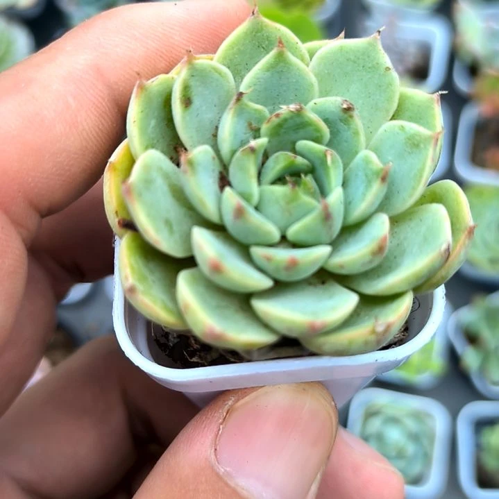 笨吧一颗，满7元包邮