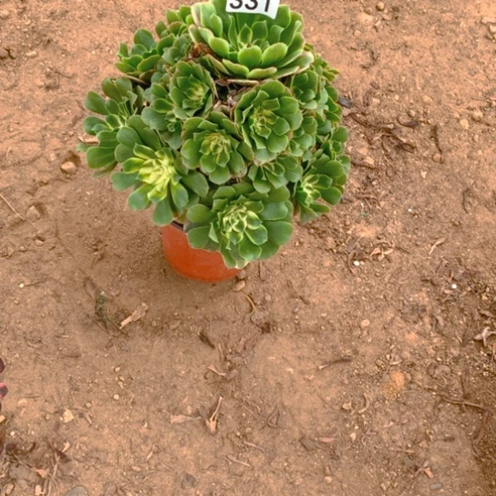 无花朵331多肉植物新尼亚