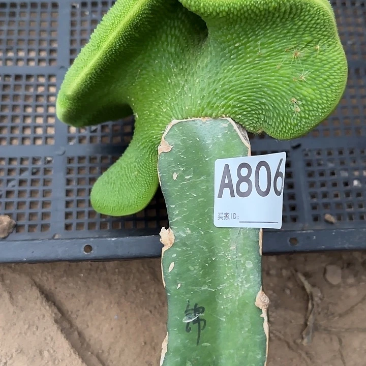 珍***酒无花朵嫁接青蛇缀806