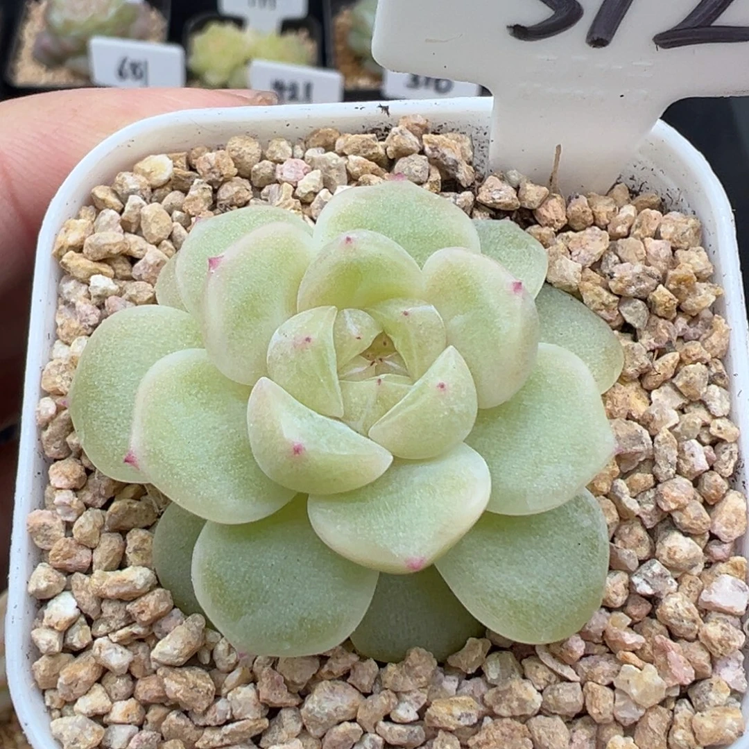 312号粉财富 晗雨多肉