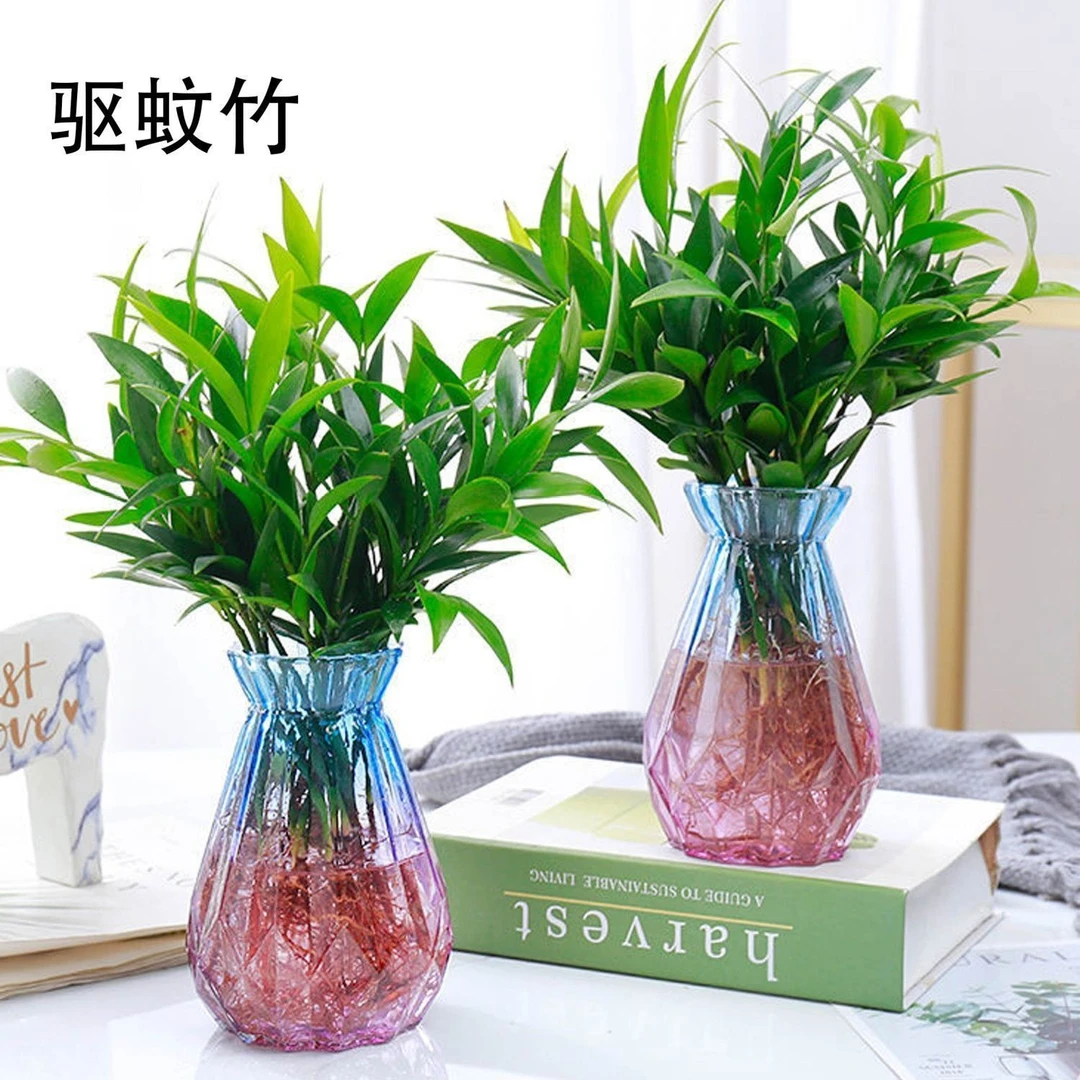 水培竹柏驱蚊水培水养植物客厅室内花卉四季常青植物驱蚊竹柏好养