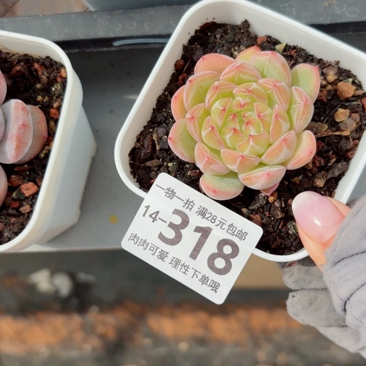 雪花珍妮无盆土发货无盆土无