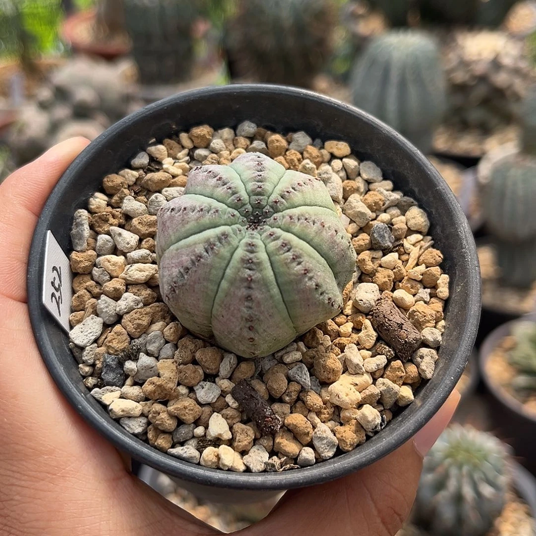 252脱土发 神玉1111111111