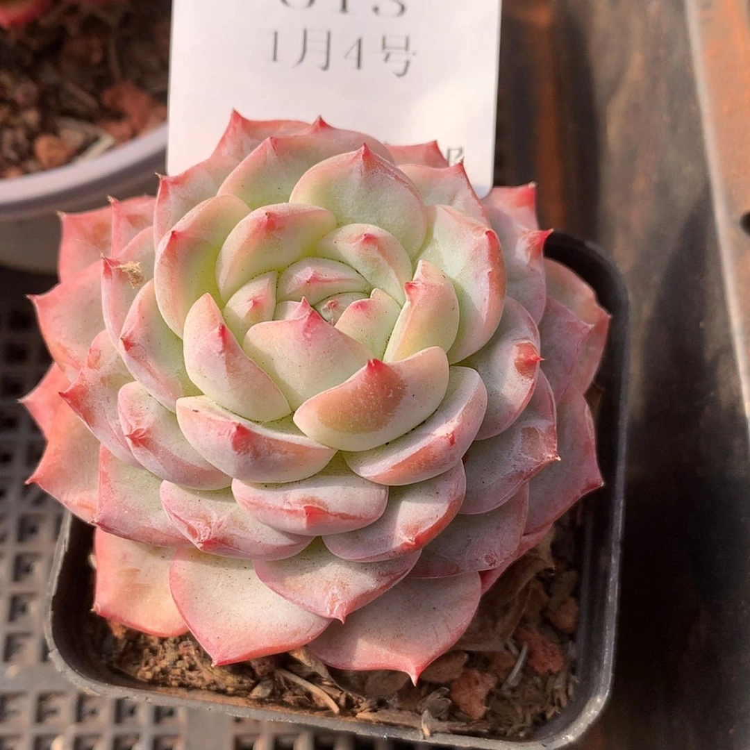 【闪购商品】云613号