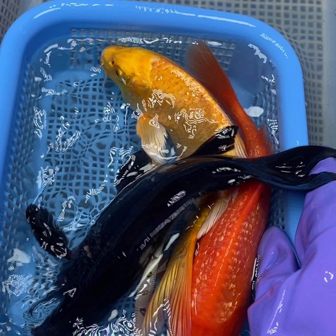 锦鲤冷水锦鲤包邮