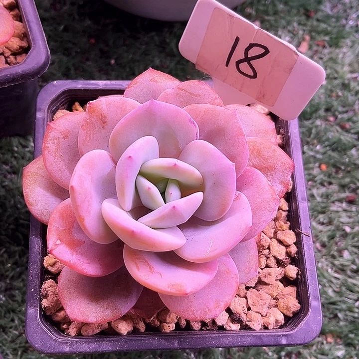 我是第一百个为妖刀应援滴