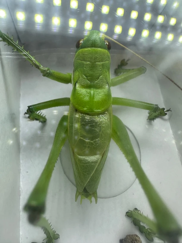 天津本地绿蝈蝈盒子玩具