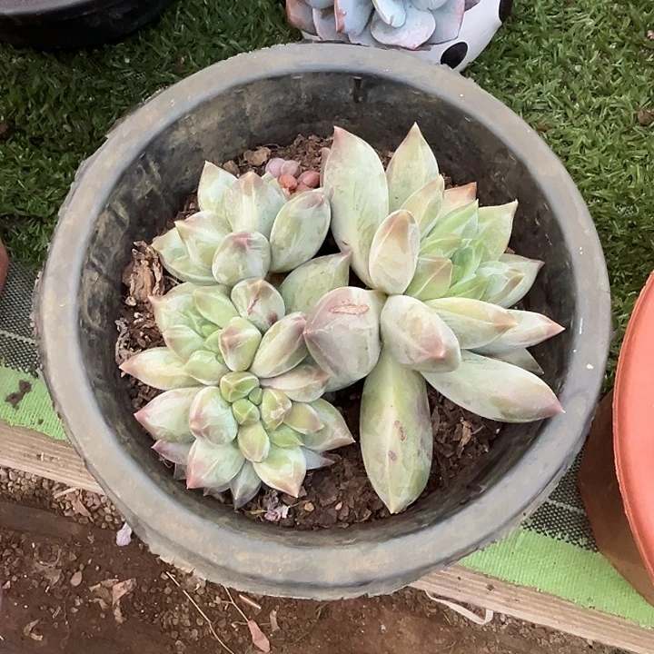 完全开放重楼缀化