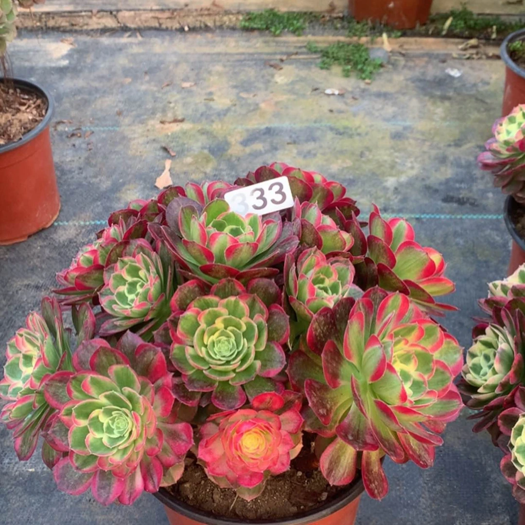 【闪购商品】333海王