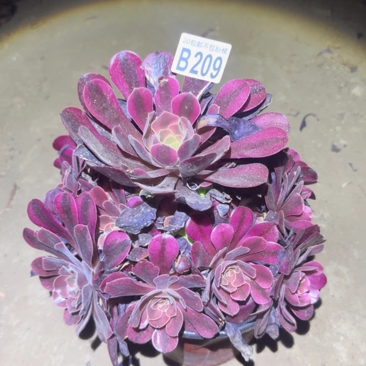 美杜莎。不包断枝……