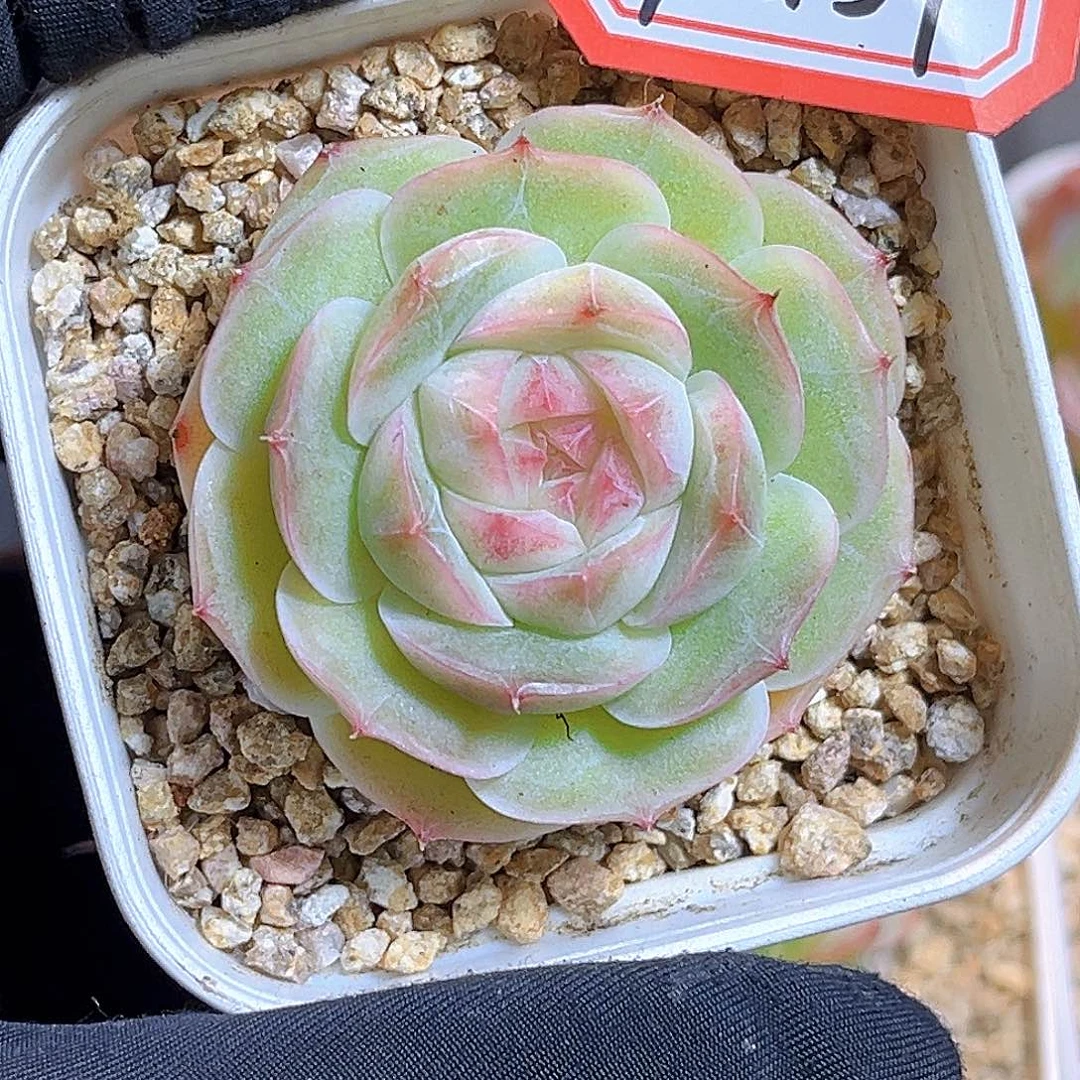 F437一物一拍 鹤笙