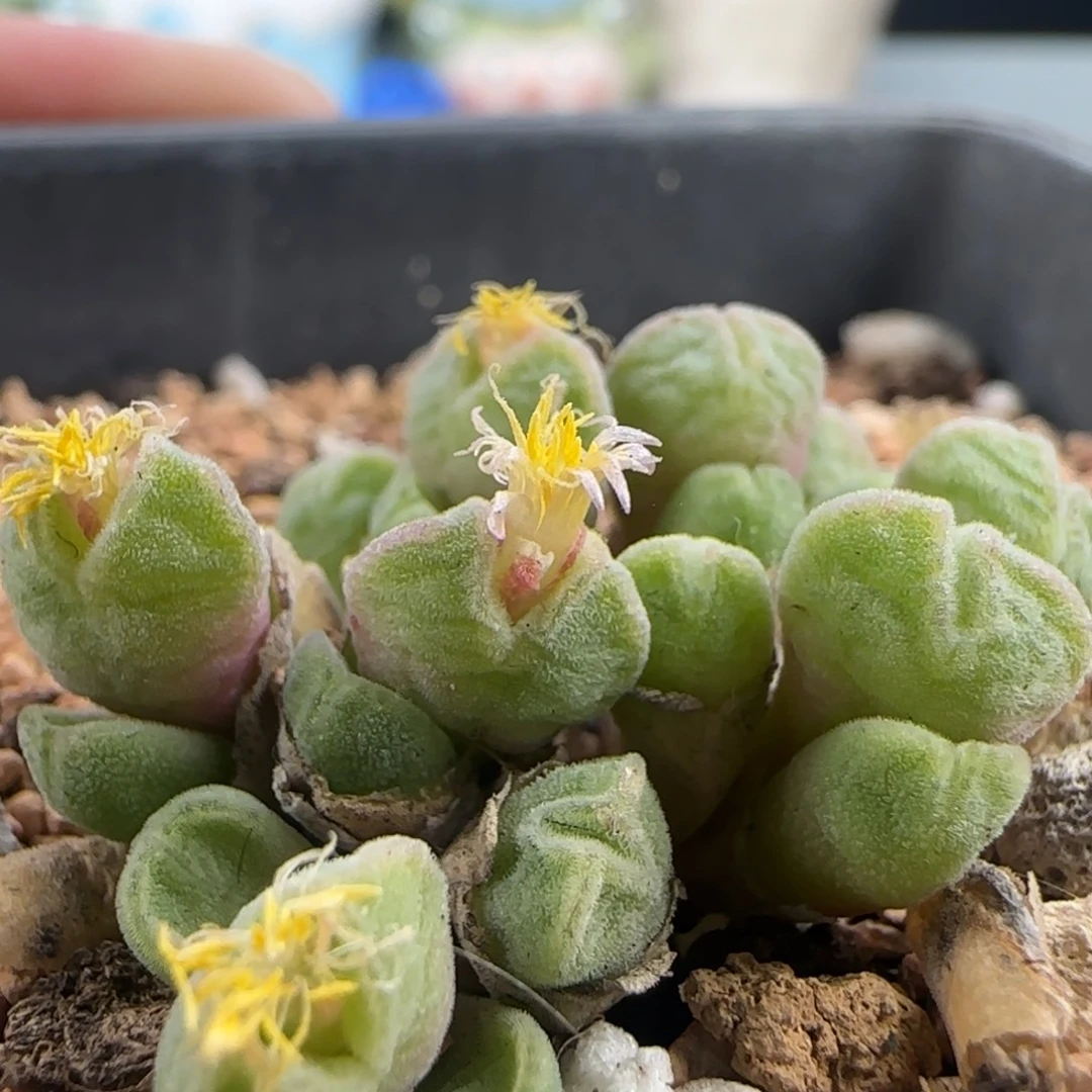 0506/22头小米雏/