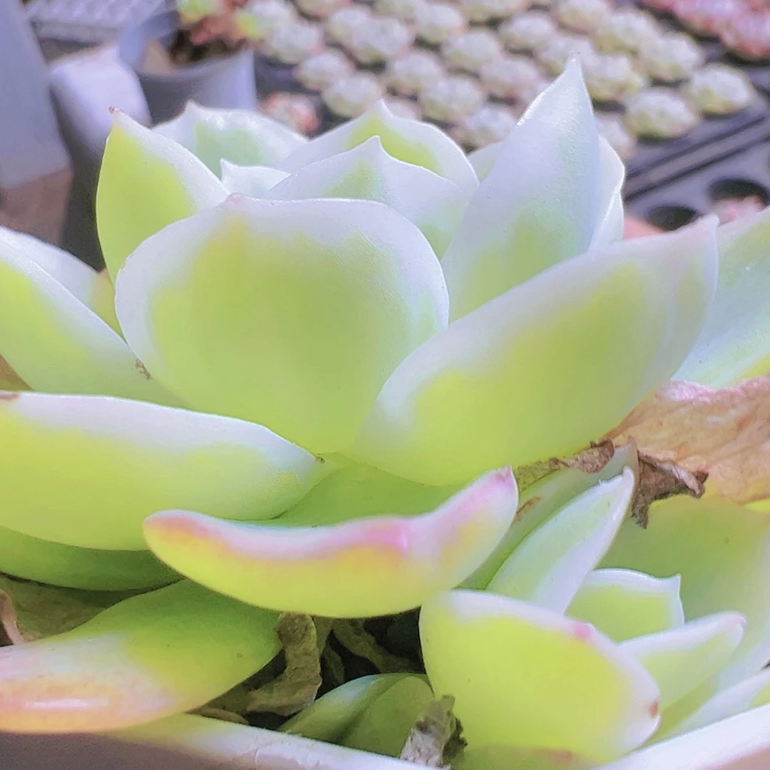 柠檬玫瑰锦19包邮多肉