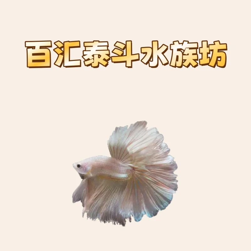 A8（169-192）泰国斗鱼精品小型热带观赏鱼（好养耐活小宠物）