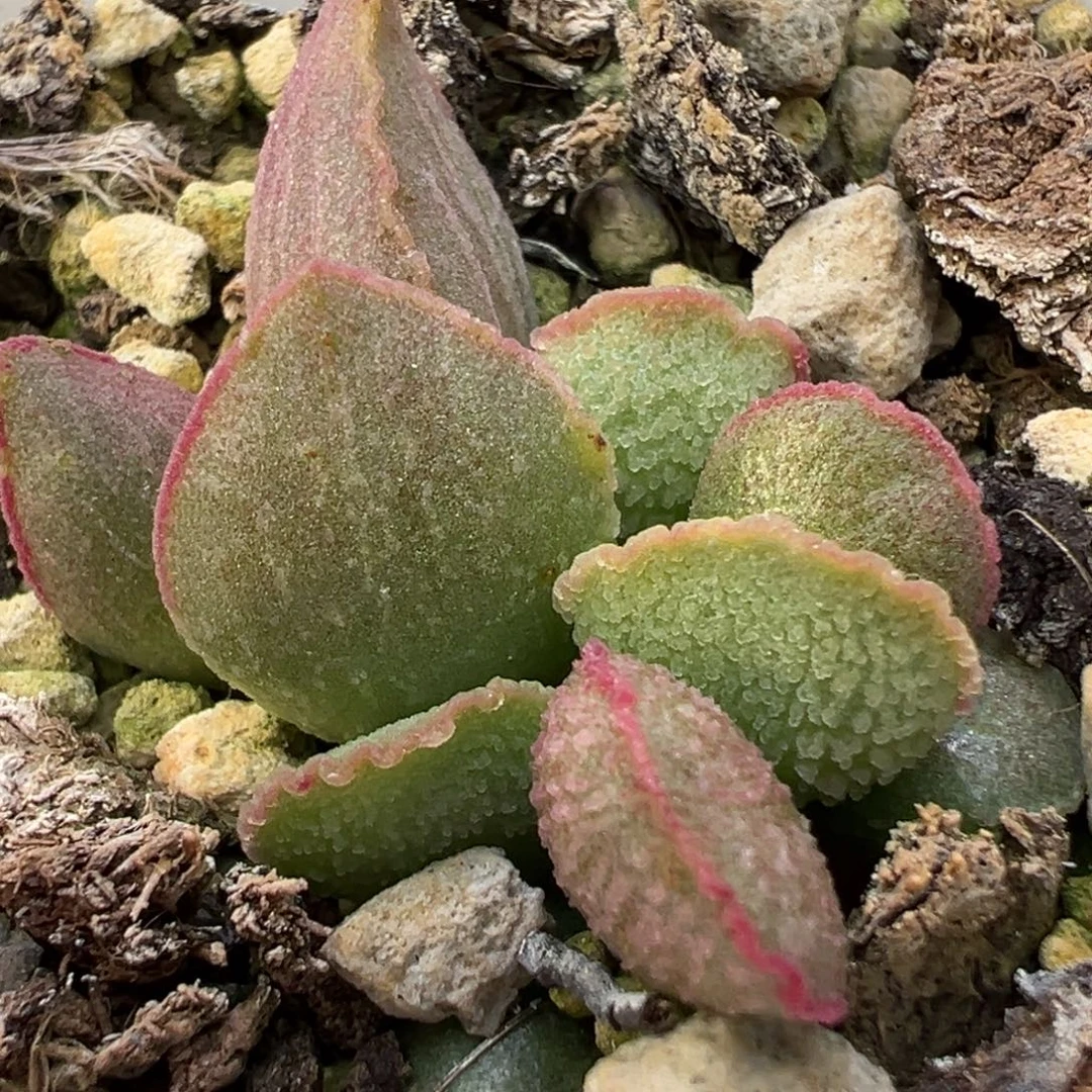 实生新品多肉植物水泡多肉植物