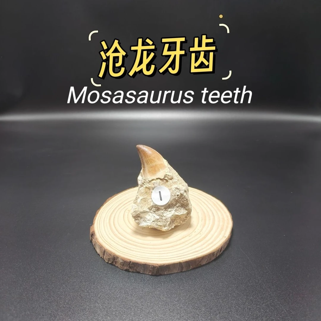 牙牙摆件带围岩摩洛哥创意礼物家居配饰文创周边个人收藏生日礼物