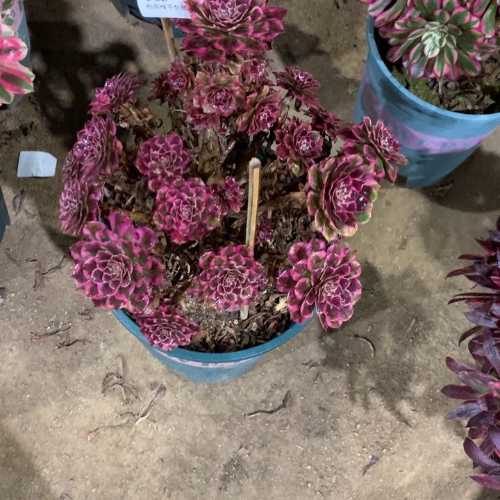 多***界505霁月多肉植物特价