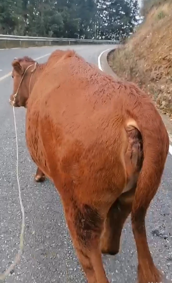 鲜土黄牛放养现杀现拍先预约