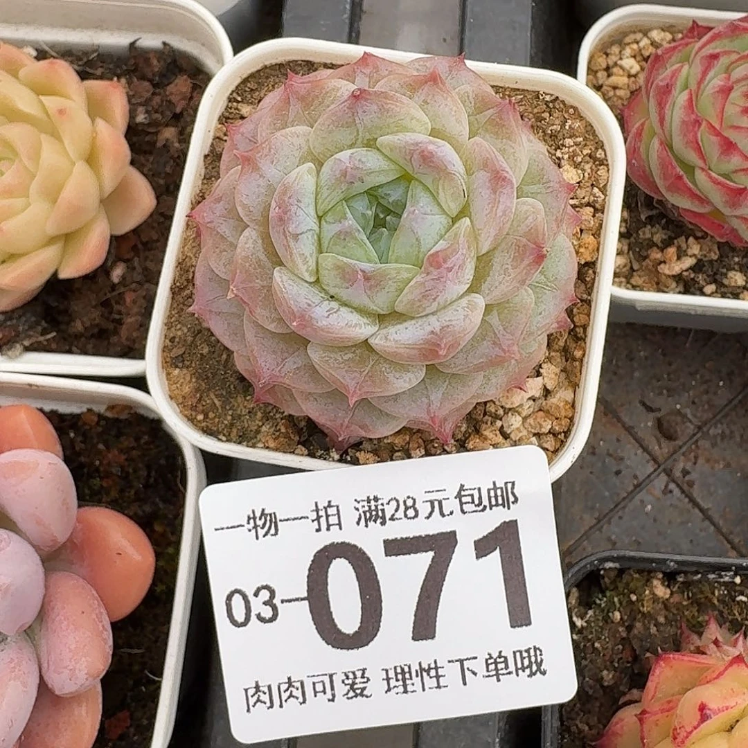 优选珍妮无盆土发货无
