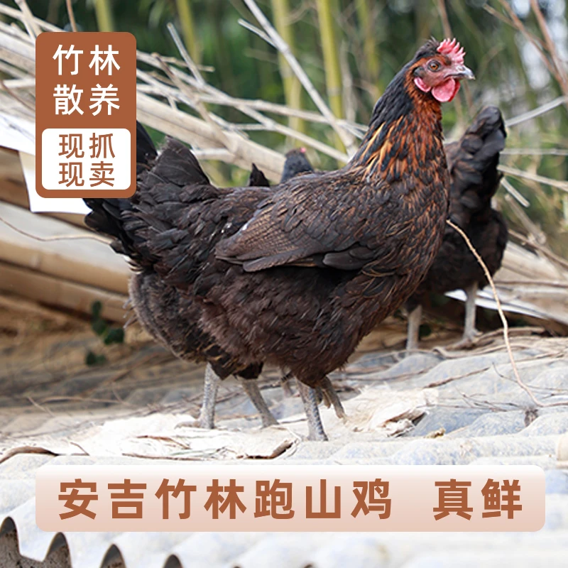 500天全粮老母鸡土鸡散安吉竹林跑山鸡整鸡现杀现发