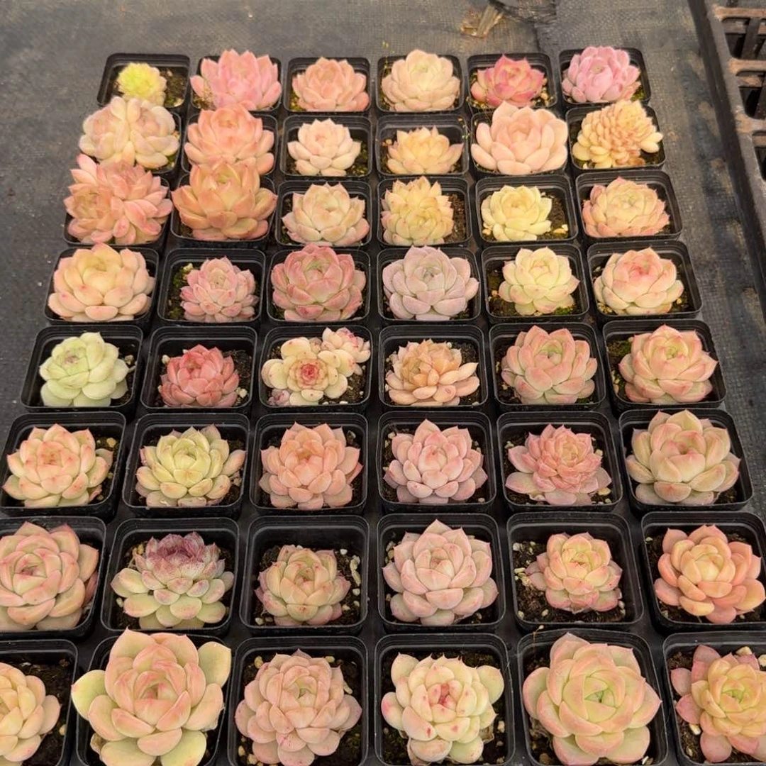 苏**干多肉杂交一物一拍20-22